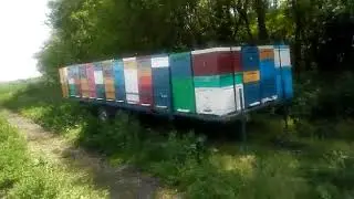 Медосбор 2020, белая акация