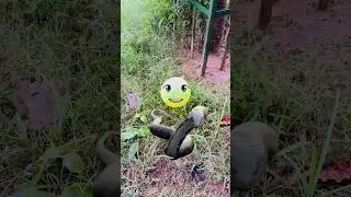 Ani Ki Ball 🥎 Kaliya Saap K Pass Fas Gyi 🐍