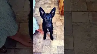 The "DE-ROBE" your wife dog trick!  #germanshepherd #puppy #dogtricks #dog