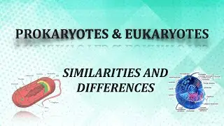 Prokaryotes and Eukaryotes - Similarities and Differences | Bacteria |