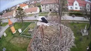 Novísek a jeho pověstné haraburdí, dnes po ránu někomu vyslékl duchny a dotáhl je do hnízda, ach jo