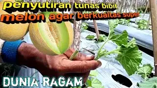 perawatan tanaman melon dari kecil agar bisa menjadi buah super||dunia ragam
