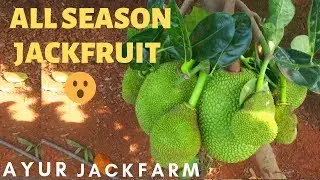 All Season Jackfruit | Ayur Jack Farm Thrissur | Aditya Praseeda Ligil