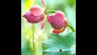 alluring lotus land escape video walkthrough