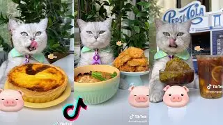 Cats make food 2023 "That Little Puff" Tiktok Compilation #1