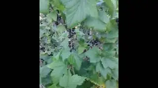 Currants-Red,White,Black And Jostaberry