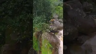 Running through the Jungle