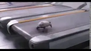 Turtle | It can run FAST.
