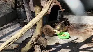 Feeding European hedgehog (Ouriço-terrestre) #hedgehog #europeanhedgehog #animals #feeding