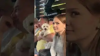 Beautiful dog