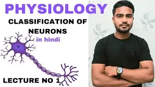 classification of neurons || motor neurons || sensory neurons || unipolar neurons || bipolar neurons