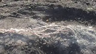 Обзор годовалого винограда и его укрытие на зиму.