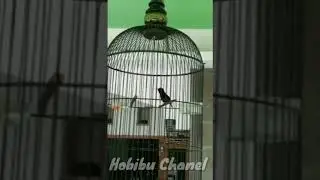 Kolibri Ninja (Konin)  gacor duorr super keren