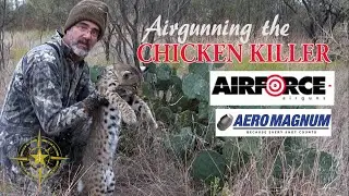 Airgunning the chicken killer with the 45 cal Texan SS