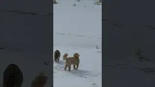 canavar və it