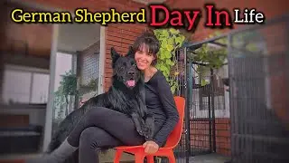 German Shepherd Day In The Life 