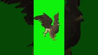 a scary animal walking green screen video 