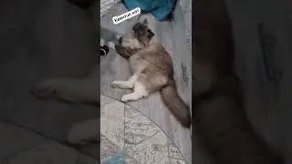 Главное правило😸 #рекомендации #шортс #смешныевидео #кот #shorts #приколы #юмор #топ #тренд