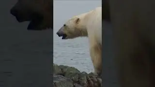 Don't cover yourself in ketchup around a Polar Bear! 