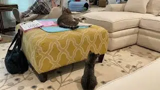 new-kid-on-the-block Chico takes a swipe at king-of-the-house Buddy