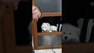 Толпа самоедов 🤩