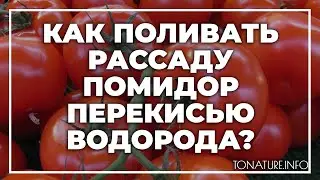 Как поливать рассаду помидор перекисью водорода? | toNature.Info