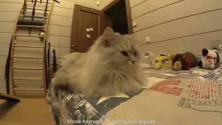 Мой кисуньчик