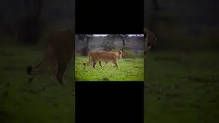 Tiger animal funny video 