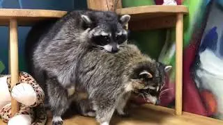 Енотья любовь
