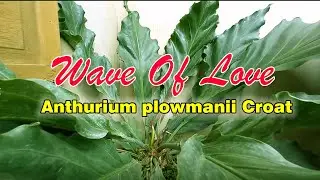 OUR THREE YEARS OLD ANTHURIUM WAVE OF LOVE PLANT.