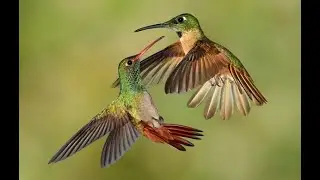 КОЛИБРИ