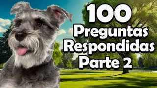 Preguntas frecuentes sobre Schnauzer, parte 2: Lo que no te dicen 🐶