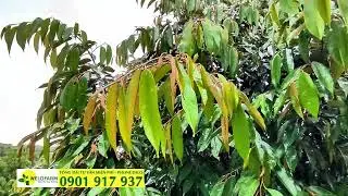 Tại Sao Cần Hạn Chế Phân Đạm Vào Mùa Mưa Cho Cây Trồng?