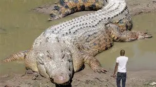Top 5 BIGGEST Animals You Won't Believe Exist!