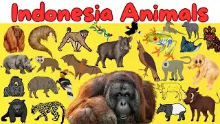 Meet Animals from Indonesia | Wildlife of Indonesia | Get Ready to Experience Indonesia's Wildlife