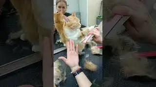 Кот на 7 минуте вычеса пытался остановить процедуру 🙄