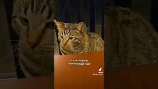 #catlover