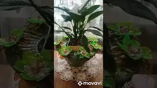 Идея для кашпо 🥀 ПЭТ бутылки!#идеи #