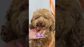 Прически как у мишек Тедди или в азиатском стиле 