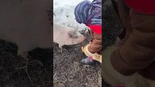 Самая любимая свинка 