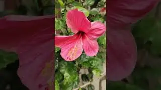 hibiscus flower 🌺 #shorts