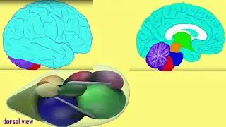 nuclei of the thalamus 4 higher level relays
