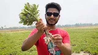 বাদাম চাষ - Jamalpur Vlog
