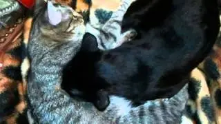 Кот сосёт свою сестру