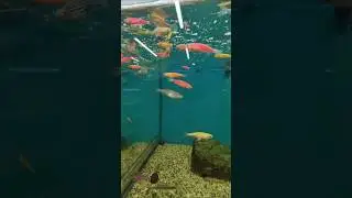 Аквариум аквариумные рыбки #аквариум #рыбки #моевидео #shortvideo #shorts #sorts