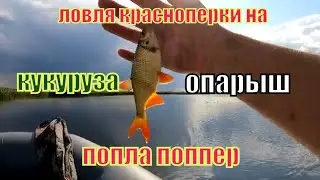 ЛОВЛЯ КРАСНОПЕРКИ НА ПОПЛА ПОППЕР. КУКУРУЗА ИЛИ ОПАРЫШ ???