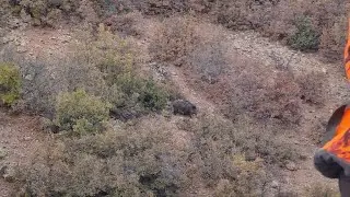 Domuz vuruş ve fotokapan Görüntüleri (wild boar shots)
