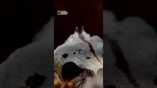 الغابات | أشرس كائنات أفريقيا | ناشونال جيوغرافيك أبوظبي #shorts