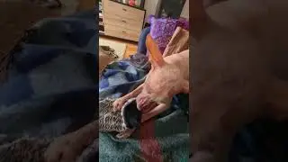 НОСКИ - СОБАЧЬЕ ЛАКОМСТВО🙃 #xoloitzcuintli #dog #собака #носки