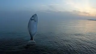 Isproban novi mamac i nikad veći ulov, ali i nikad više pehova... 🐟Orade🐟